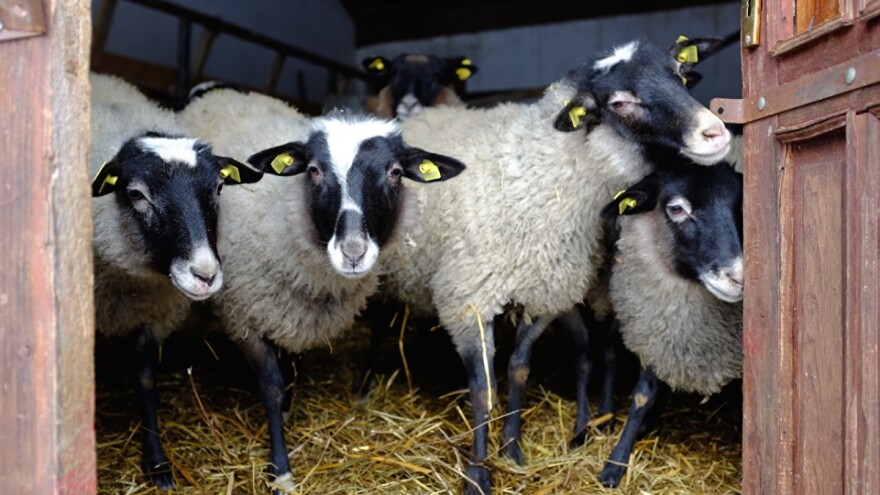 Vuna je dar od ovce i treba to da cenimo?