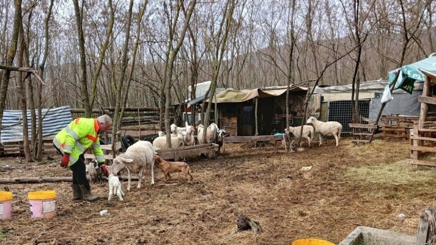 Tri su ključne faze u ishrani jagnjadi - kako izbeći greške?