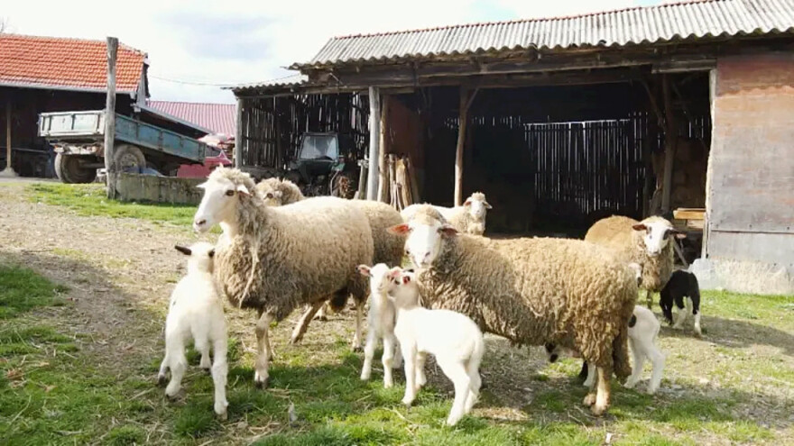 Belka ojanjila petorke: Nikako da završi, mladunci samo ispadaju