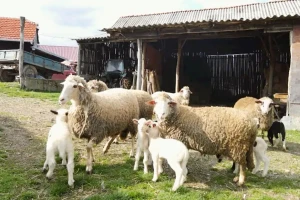 Belka - ponos Gruže ojagnjila petorke