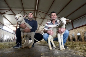 Batajnica: Bogunovići brinu o više od 1.000 ovaca