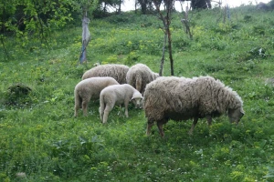 Banat: Ostali bez posla, pa otišli u pastire