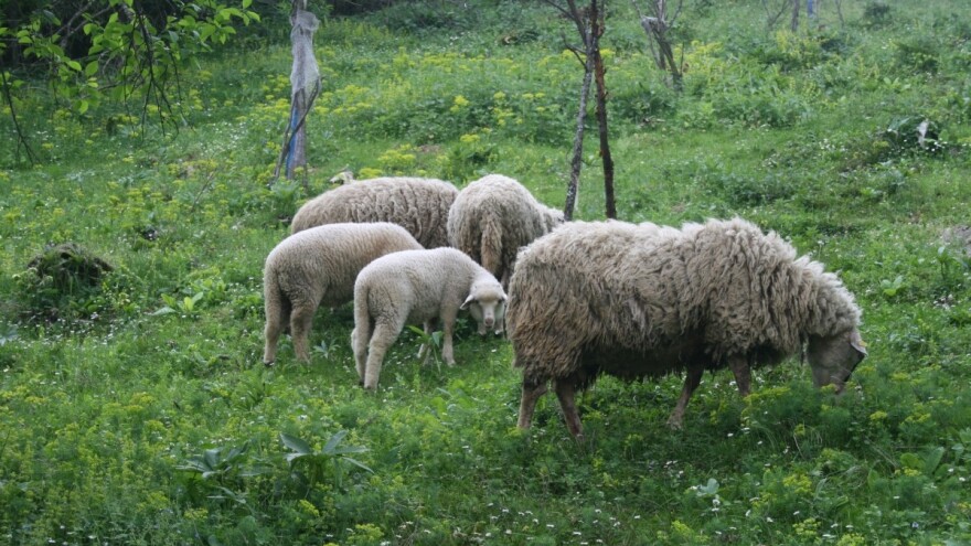 Banat: Ostali bez posla, pa otišli u pastire