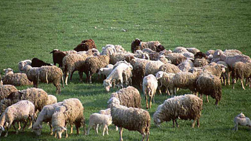 Stižu nova stada ovaca, nestaju mlinice i kovačnice