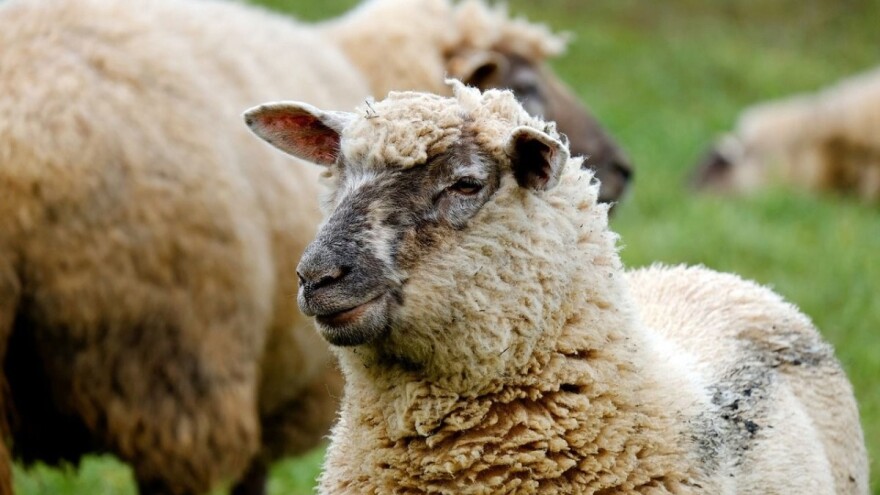 U zeničkoj bolnici hospitalizovano 30 pacijenata oboljelih od bruceloze