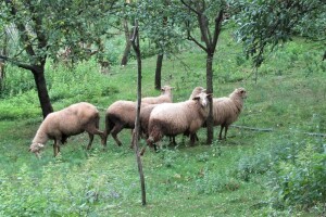 Obratite pažnju na ishranu bremenitih ovaca