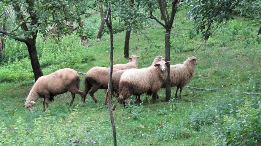 Obratite pažnju na ishranu bremenitih ovaca
