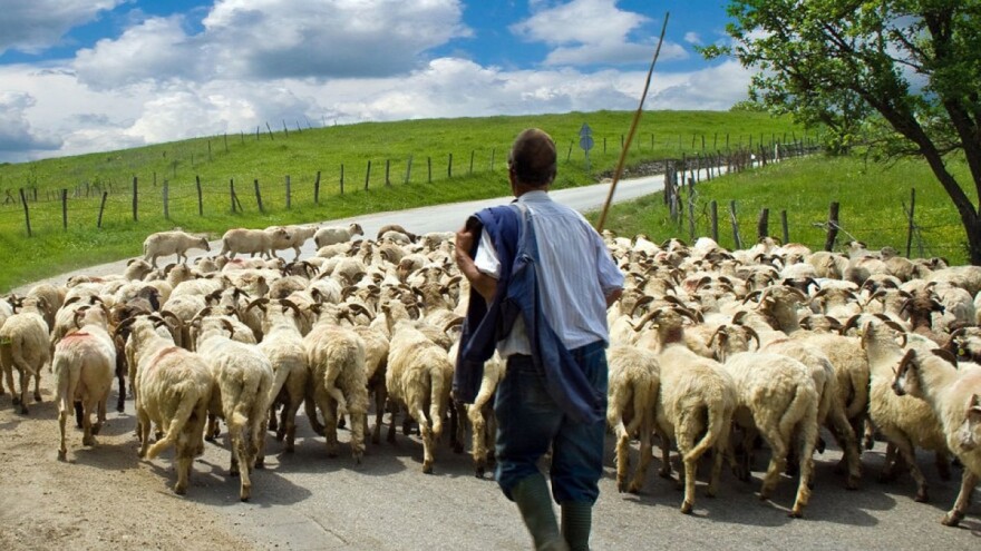 Uzimaju milijune eura subvencija za pašnjake na kojima pasu virtualne ovce?