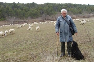 Ovčarstvo zadarskog zaleđa