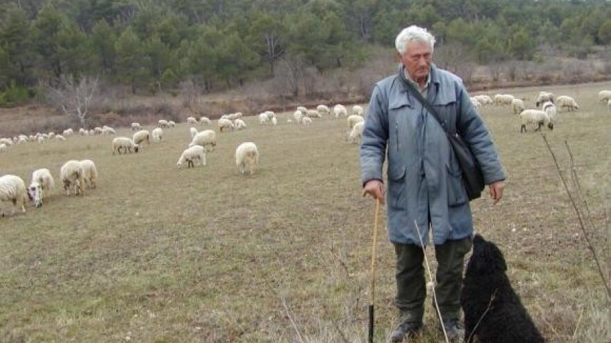 Ovčarstvo zadarskog zaleđa