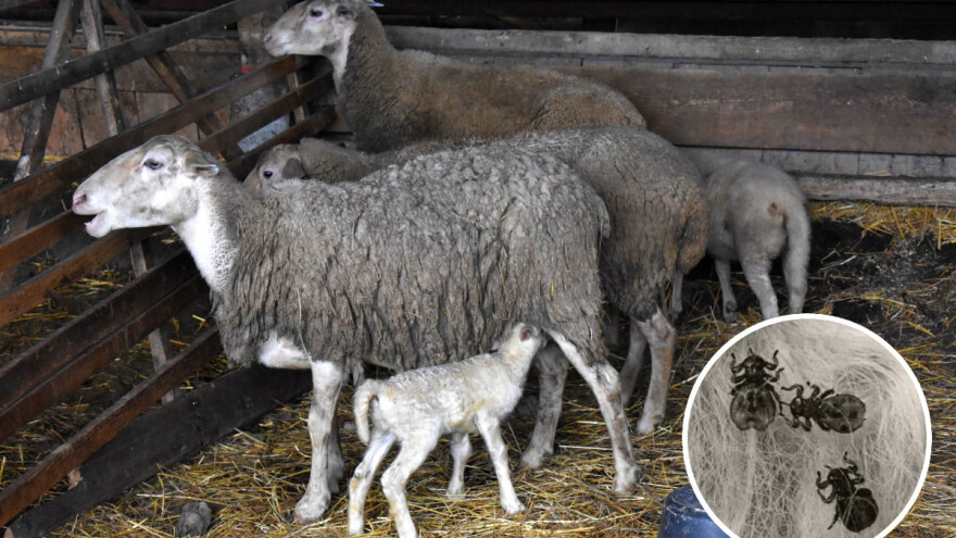 Prepoznajte ga na vrijeme, veći broj krpuša može uzrokovati i uginuće janjadi