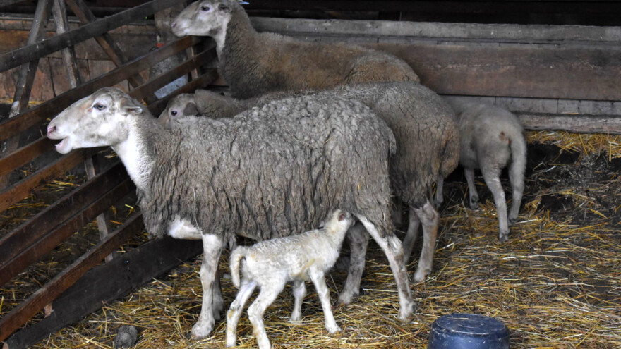 Otpornost parazita na lijekove veliki je izazov za zdravlje ovaca - šta činiti?