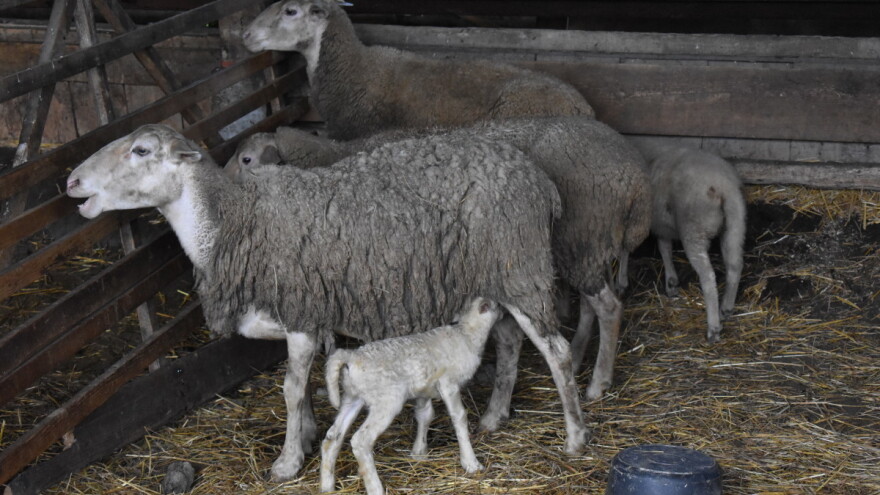 Za unaprjeđenje uzgoja ovaca i koza 996.000 eura