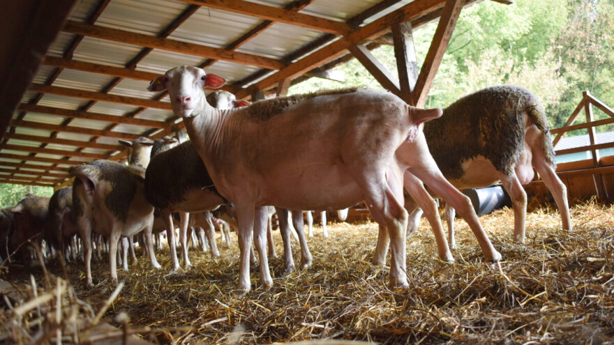 Kreće preventivna vakcinacija malih preživara protiv bruceloze
