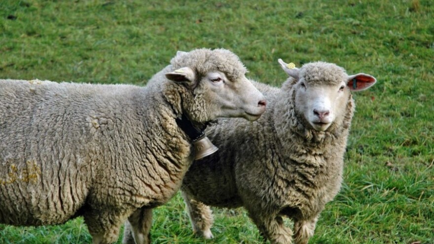 Eutanazirane ovce zaražene brucelozom