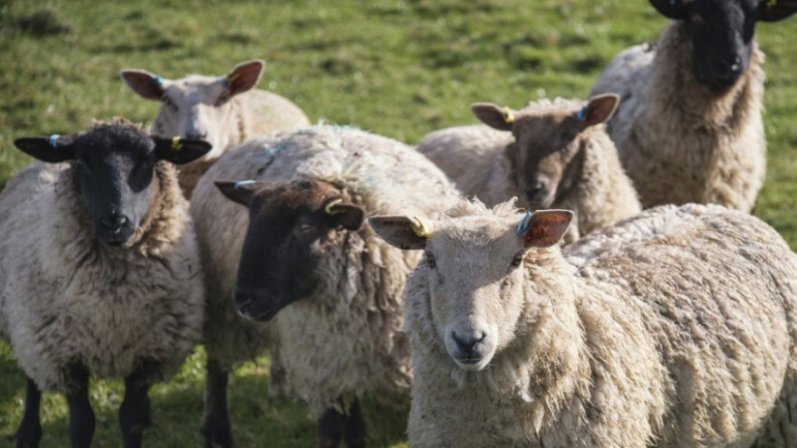 Eutanizirano 16 ovaca zaraženo brucelozom i Q groznicom!