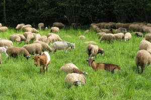 Zarazni ektim - bolest koza i ovaca