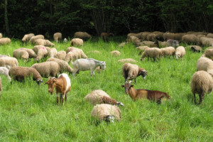 Zarazni ektim - bolest koza i ovaca