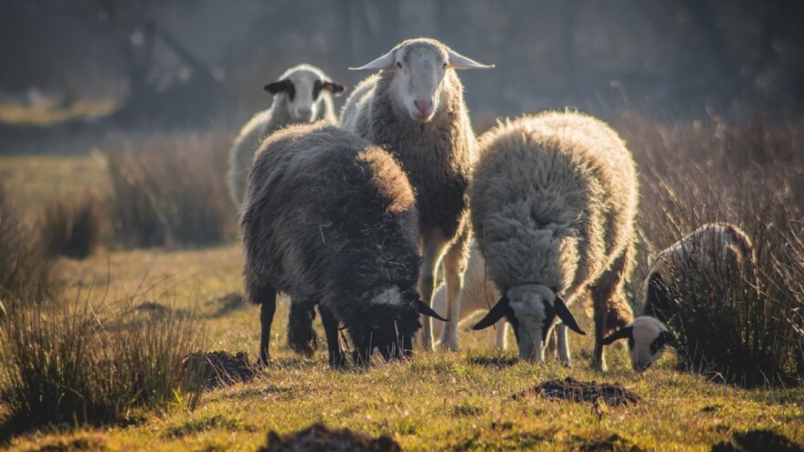 Ukrali 38 ovaca i jagnjadi - napravili štetu od 6.400 KM