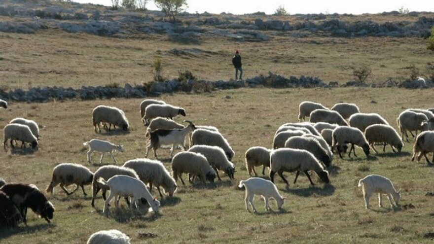 Projektom do legalizacije domaćeg Livanjskog sira