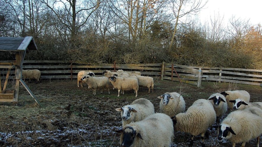 Prednosti korišćenja silaže u ishrani ovaca tokom zime