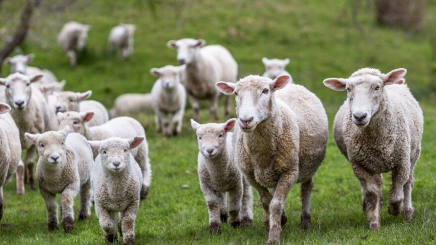 Ovce okupirale Univerzitet u Mostaru