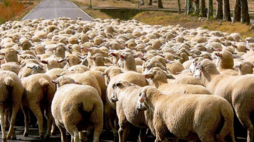 Kada pastir zaspi, ovce kolo vode!