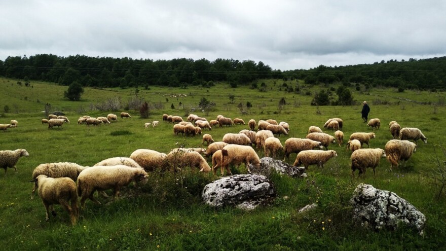 Kolika je konačna zarada kad poljoprivrednik uračuna i svoj rad?