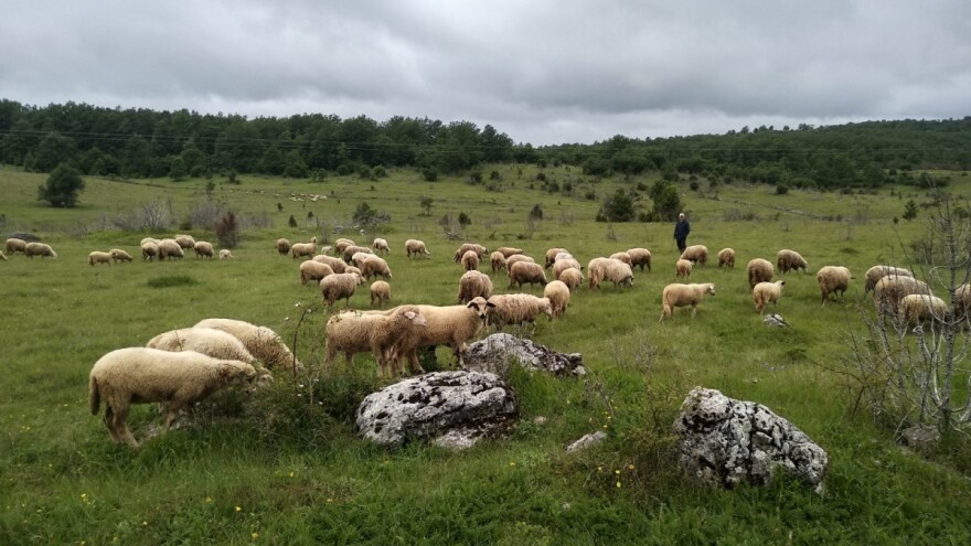 DZPPS apeluje na Ministarstvo da pomogne pešterskim stočarima