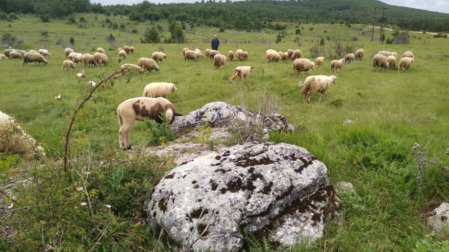 Nezapamćena suša na Pešterskoj visoravni: Muče se i stočari i životinje