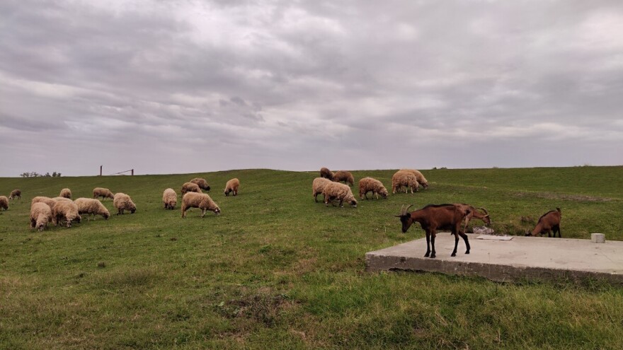 Podnesite zahtjev za potporu za ovce i koze, autohtone pasmine peradi i šećernu repu