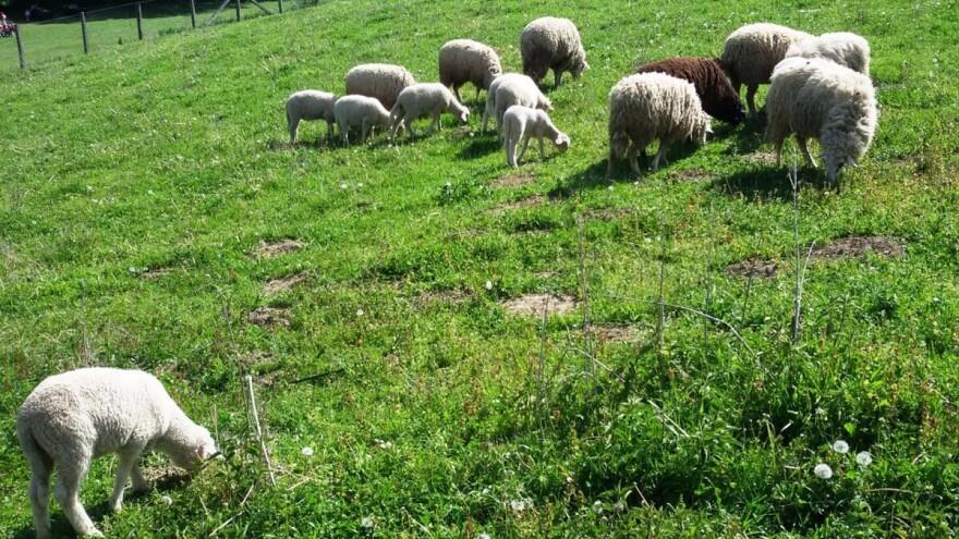 Za organsko stočarstvo do 55 miliona dinara