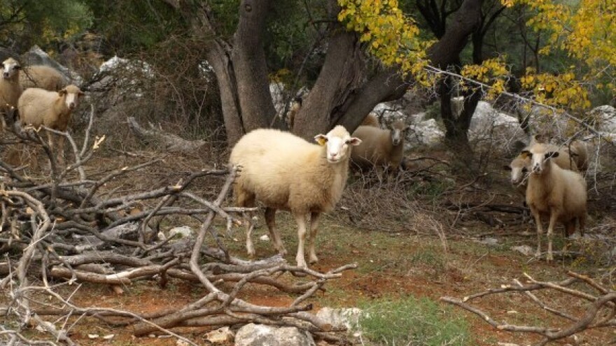Sudbina otočnih sela - rapski raj