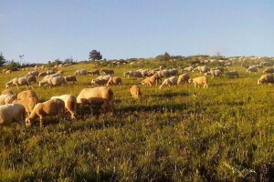 Koliko će poljoprivrednicima koristiti Pravilnik o podsticajima, ima li povećanja sredstava?