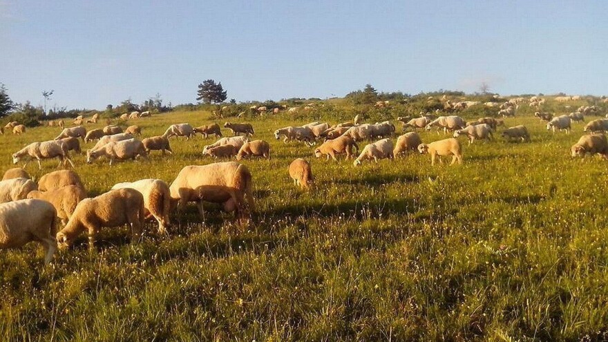 Koliko će poljoprivrednicima koristiti Pravilnik o podsticajima, ima li povećanja sredstava?