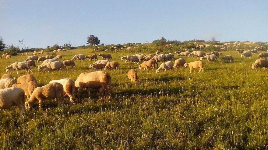 Mladi gazda Marko Stamenić u ovčarstvu vidi svoju budućnost