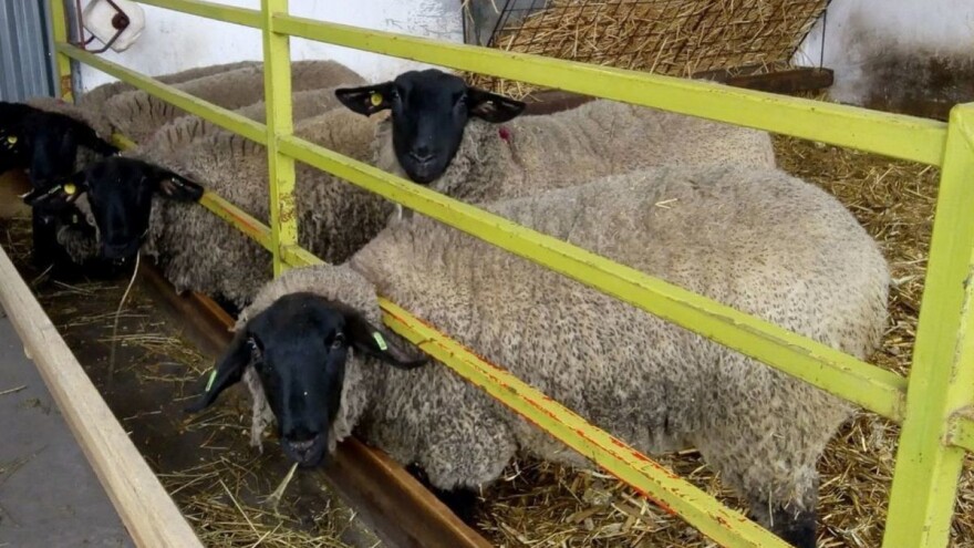 Zdravstvena zaštita ovaca