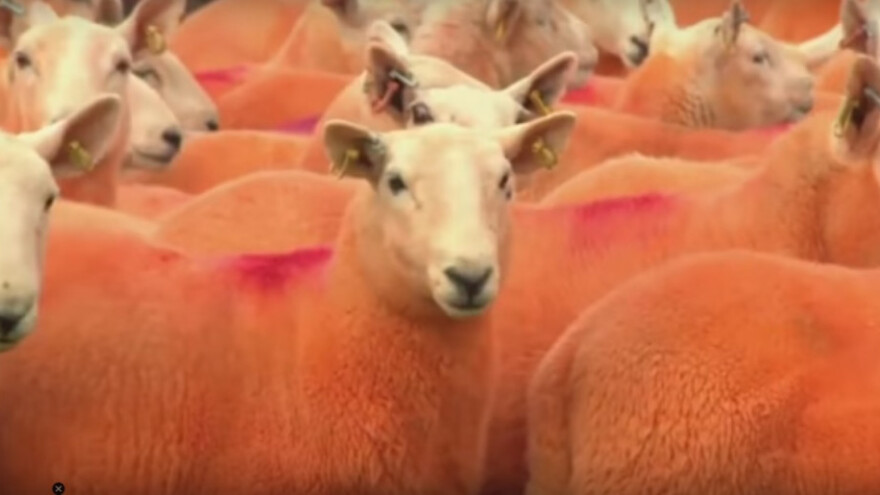 Narandžastom bojom štiti ovce od lopova!