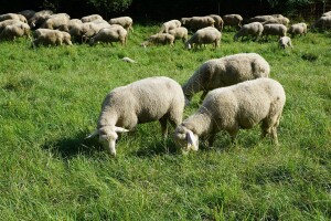 Ishrana ovaca mora biti u skladu sa godišnjim dobom i hranidbenim potrebama