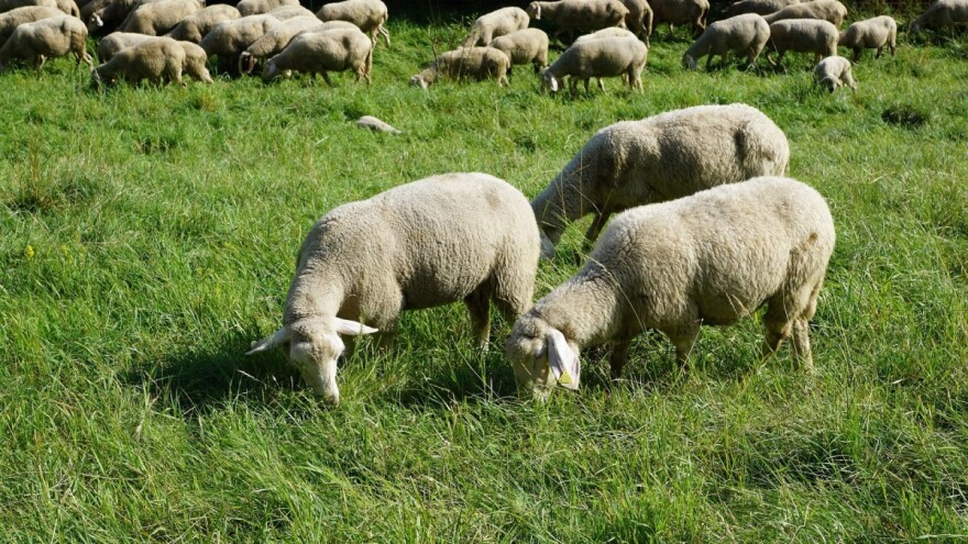 Hranidba ovaca mora biti u skladu s godišnjim dobom i hranidbenim potrebama
