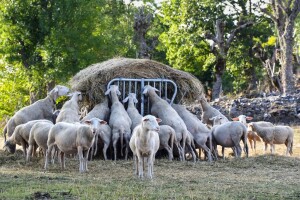 Bruceloza - prestanak stanja prirodne nepogode u općini Kiseljak