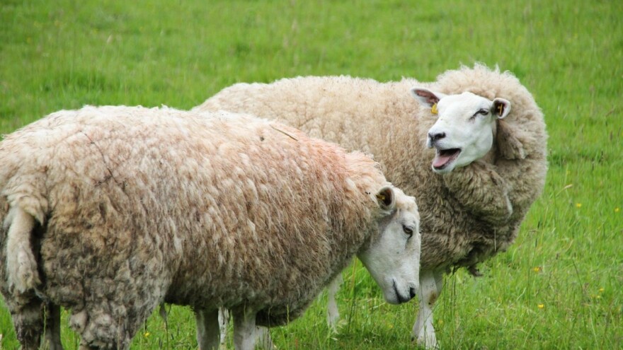 Doveli krave i ovce kod Buckinghamske palače da potaknu rast biljaka i insekata