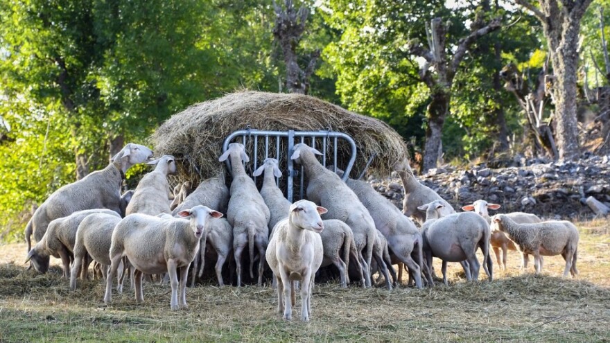 Bruceloza - prestanak stanja prirodne nepogode u općini Kiseljak