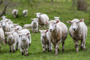 Od &quot;plavog jezika&quot; uginulo preko 100 ovaca