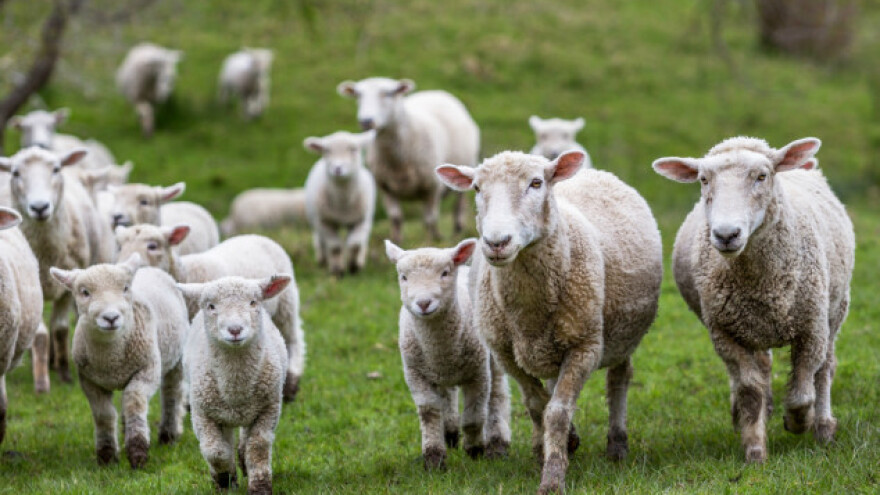 Od "plavog jezika" uginulo preko 100 ovaca