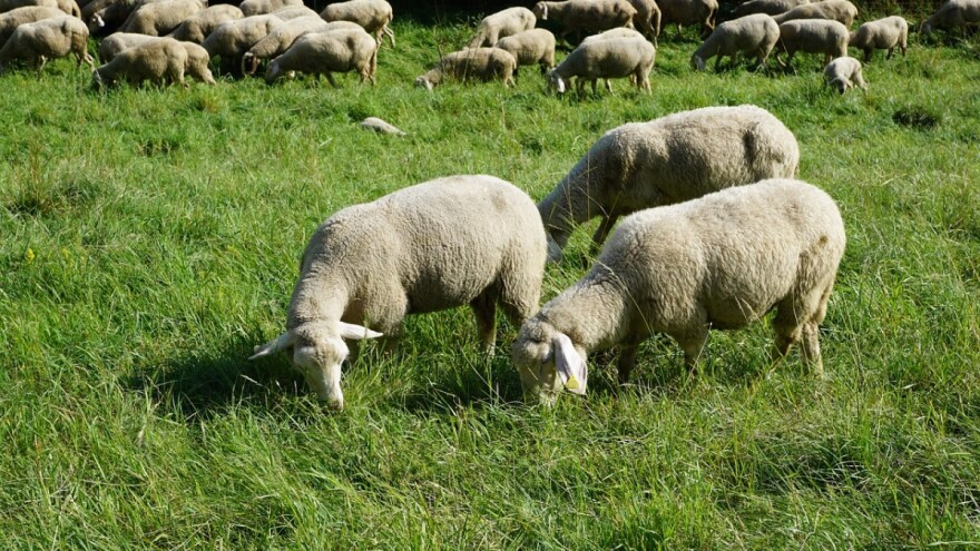 Ovce će zaposliti kao kosilice Dunavskog otoka