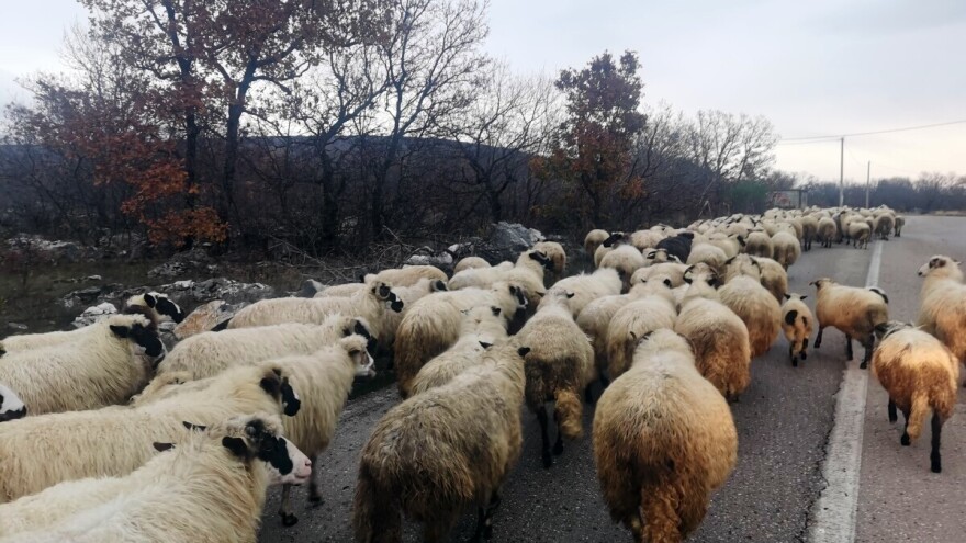 Znaš li porijeklo mesa koje jedeš? To sada možemo otkriti i u BiH