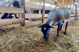 Hranidba ovaca tijekom zime, na što paziti?