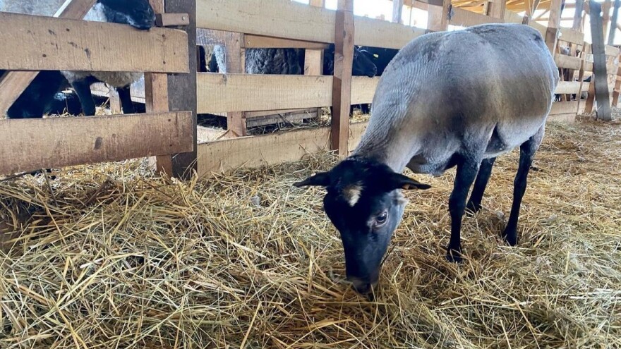 Ishrana ovaca tokom zime, na šta treba obratiti pažnju?