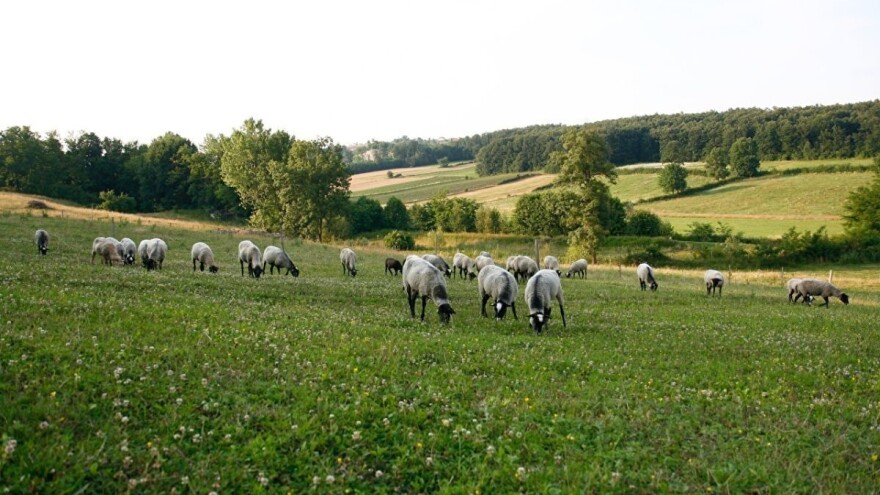 Suša donela probleme stočarima: Nedovoljno vode za napajanje stada